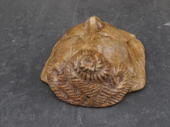 Carved wooden angel, vintage Mexican sculpture, carved head, ancient crafts, handcrafted cherub, cherub face, - Image 4