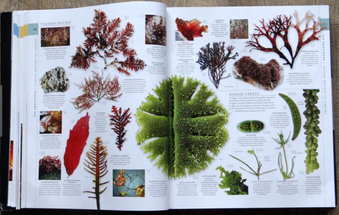 Histoire naturelle, panorama complet de la diversité terrestre (book) - Image 4