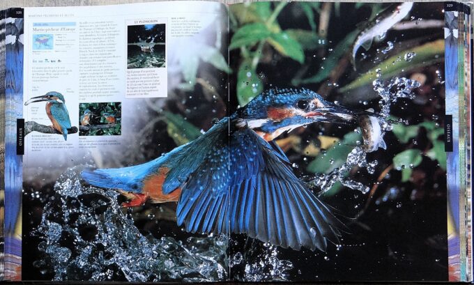 Le règne animal, Gallimard (book) - Image 6